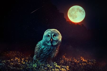 جغد زیر نور ماه کامل owl night