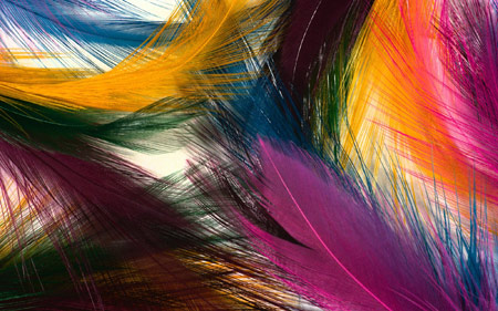 عکس پرهای رنگارنگ زیبا Colorful feathers