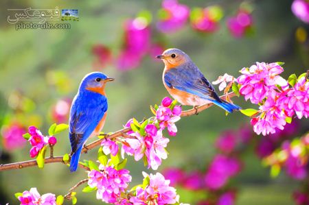 پرندگان آواز خوان در بهار spring wallpaper