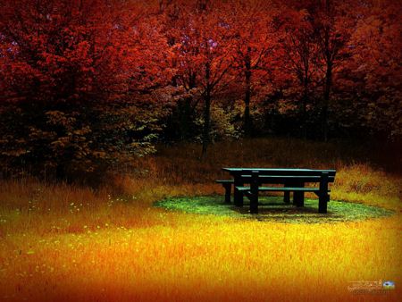 نیمکت خالی در پاییز bench in autumn