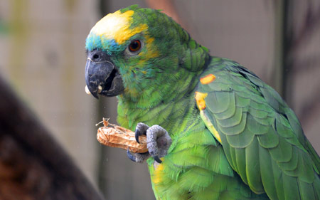عکس طوطی و بادام زمینی parrot bird food