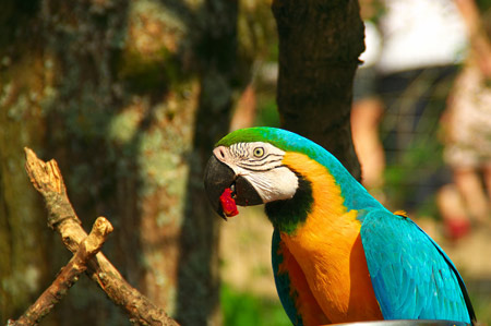 پوستر طوطی رنگارنگ برزیلی parrot macaw bird