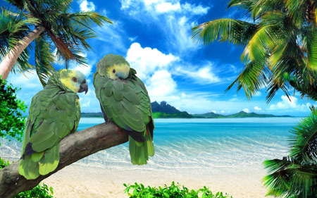 عکس طوطی های سبز زیبا parrots beach summer