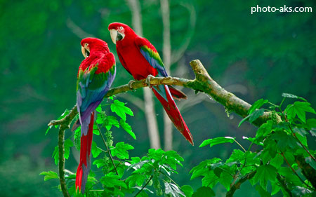 زیباترین طوطی های برزیلی parrots paradise