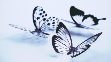عکس پروانه های یخی aks parvane yakhi