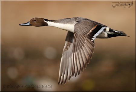 زیباترین عکس پرواز اردک Flying Duck