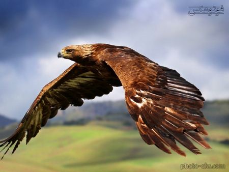 پرواز عقاب بزرگ big eagle fly
