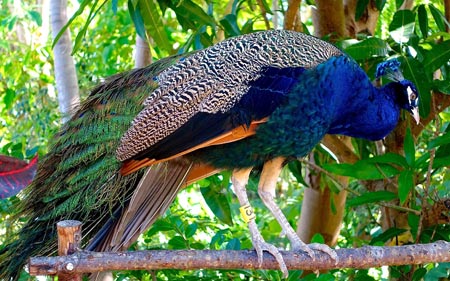 عکس پرنده طاووس در باغ وحش peacock birds zoo