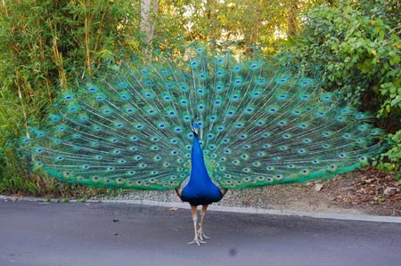 طاووس زیبا با پرهای باز beautifull peacock bird