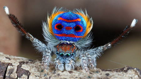 عنکبوت طاووسی یا پیکاک peacock spider
