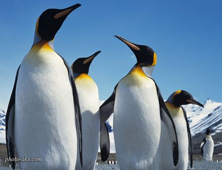 عکس پنگوئن ها penguins photo galery