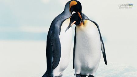 عکس پنگوئن های عاشق penguiens in love wallpaper