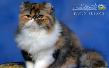 گربه های اصیل ایرانی persian cats