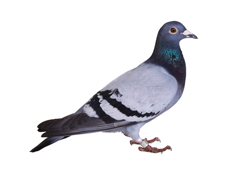 عکس کبوتر با زمینه سفید pigeon white background