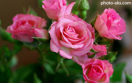 خوشگلترین گل های رز صورتی pink rose flower wallpaper