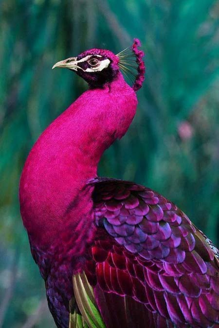 طاووس بنفش زیبا pink peacock