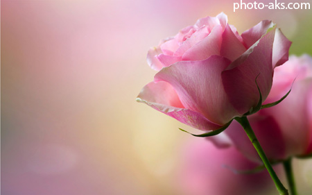 زیباترین گل رز صورتی pink rose