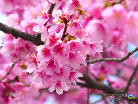 شکوفه های صورتی بهاری pink spring blooms