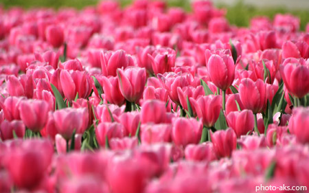 دشت گل های لاله صورتی pink tulips field flower