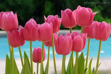گلهای لاله طبیعی زیبا pink tulipe wallpaper