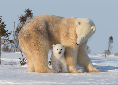 عکس محبت مادرانه حیوانات polar bear mother