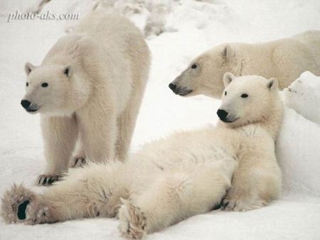 خرس های قطبی بامزه sweet polar bear