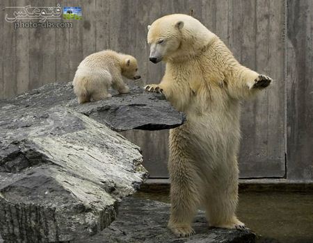 خرس قطبی در باغ وحش polar bear in zoo