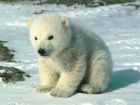 بچه خرس قطبی ناز polar bear baby