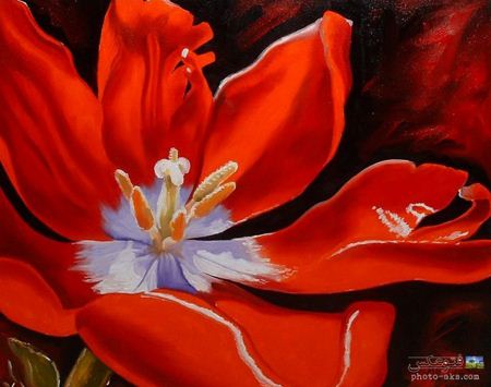 نقاشی زیبا از گل شقایق poppy painting