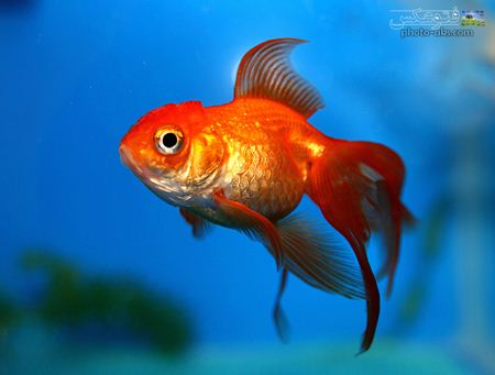 پوستر عکس ماهی قرمز  golden fish wallpaper