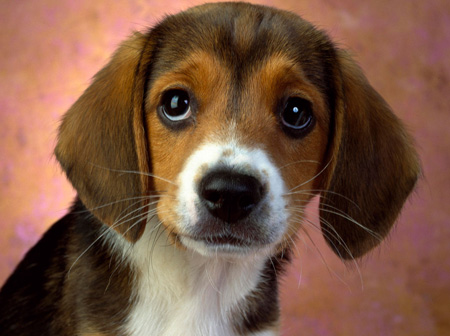 عکس سگ نژاد بیگل قهوه ای puppy eyes beagle wallpaper