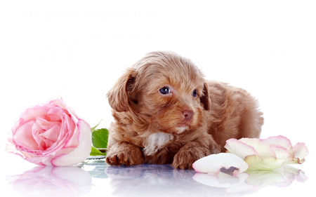 عکس توله سگ بامزه و گل رز puppy dog flower rose