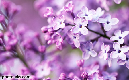 گل های یاس بنفش ارغوانی purple flowers hd wallpapers