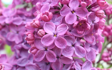 عکس زیبای گل یاس بنفش purple lilac flower