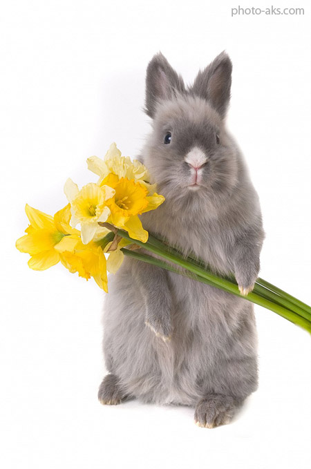 خرگوش خاکستری ناز و ملوس rabbit yellow flower