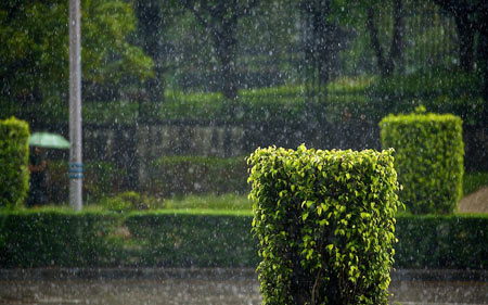 عکس بارش زیبای باران در طبیعت rain nature green