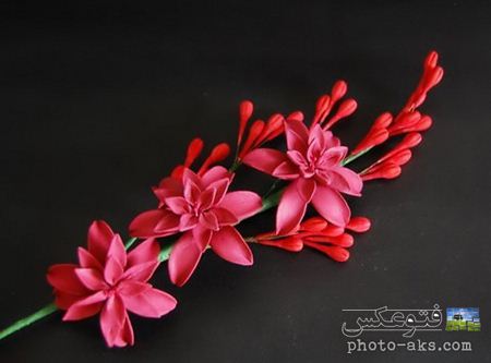 عکس گل مریم قرمز red pink tuberose