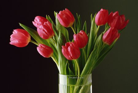 دسته گل لاله در گلدان red tulip flowers