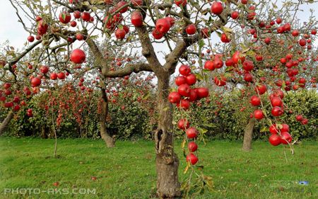 عکس درخت سیب پر از میوه red apple tree picture