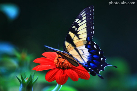 عکس پروانه روی گل red flower butterfly