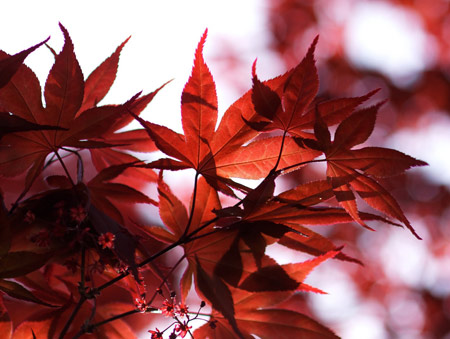 برگ های پاییز قرمز read leaves autumn