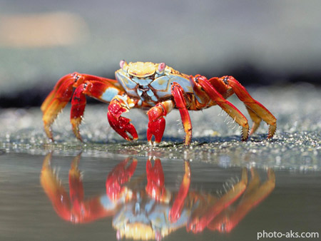 خرچنگ قرمز در کنار ساحل red lobster