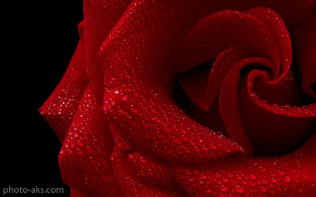 والپیپر گل رز بسیار زیبا red rose beautiful flower