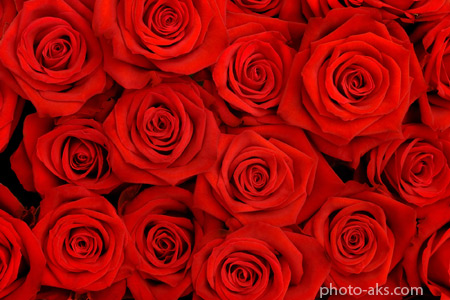 عکس گلهای رز red rose flowers