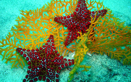 ستاره دریایی قرمز red starfish image