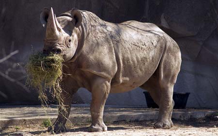 عکس کرگدن در باغ وحش rhino grass wallpaper