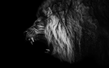 عکس غرش شیر نر roaring lion