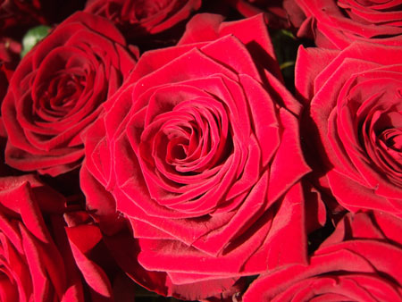 دانلود عکس گلهای رز قرمز rose bud red petals
