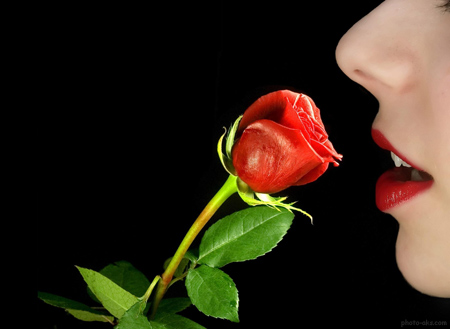 عکس شاخه گل رز زیبا و دختر rose flower and women