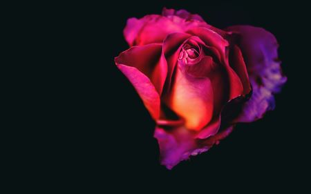 گل رز با زمینه سیاه rose flower dark background